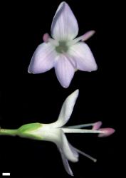 Veronica venustula. Flowers. Scale = 1 mm.
 Image: W.M. Malcolm © Te Papa CC-BY-NC 3.0 NZ